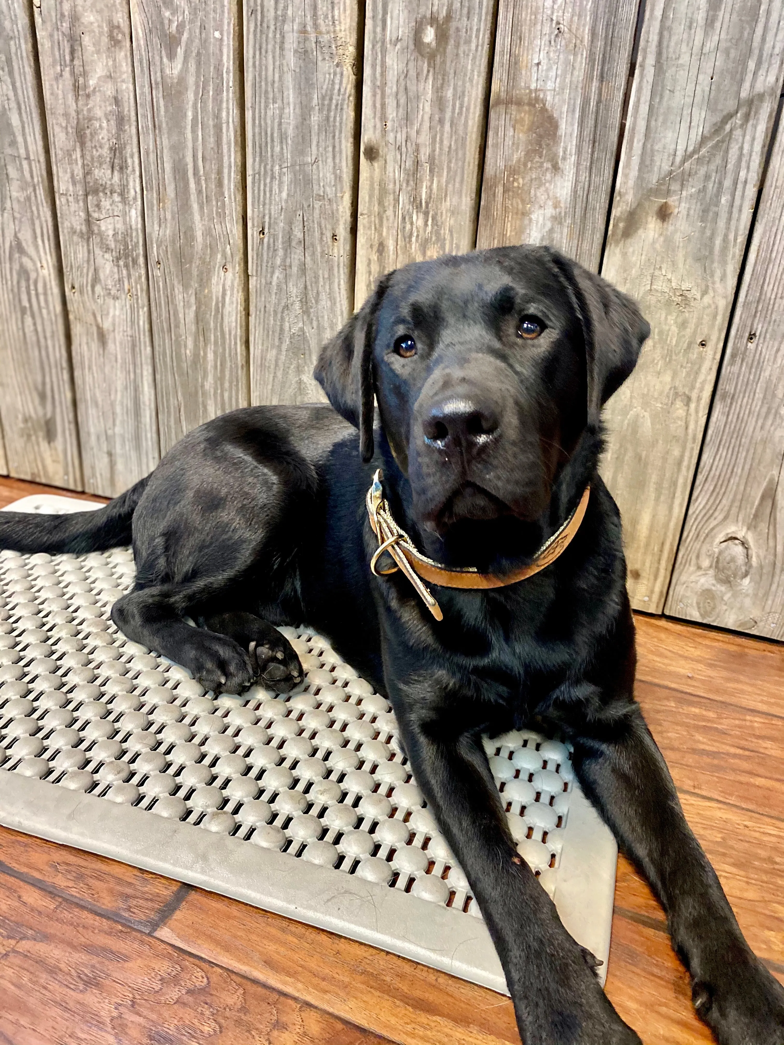 Duck Dog Clothing Buckle Dog Collars