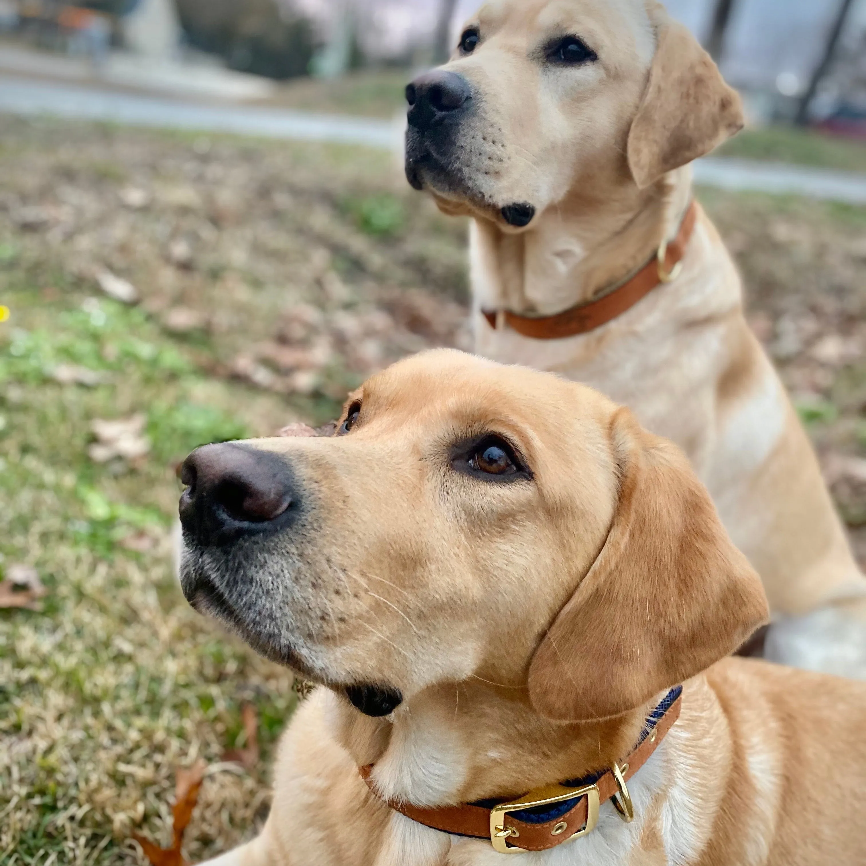 Duck Dog Clothing Buckle Dog Collars